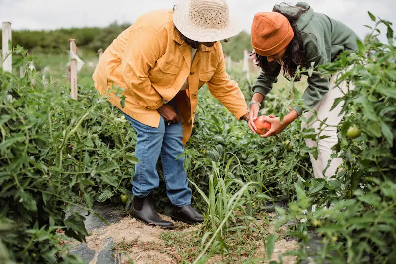 "Expert Gardener Organics Vegetable fertilizer applied to a lush vegetable garden for healthy growth and vibrant harvests."