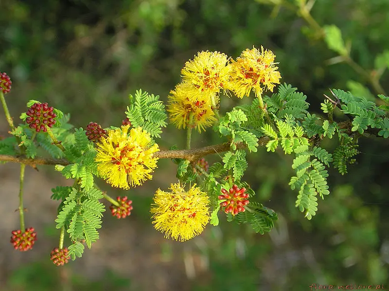 Acacia flowers starting with a