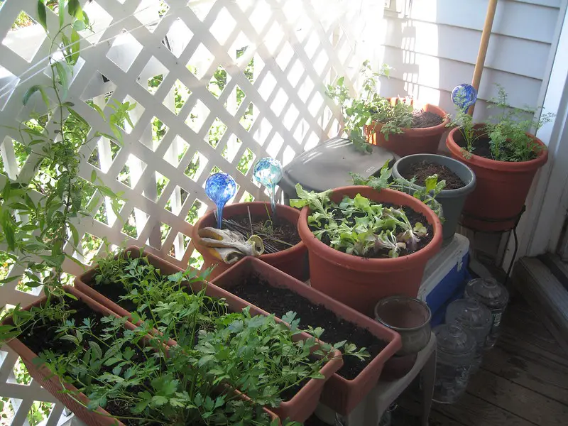 "Indoor vegetable garden with fresh leafy greens, tomatoes, and herbs growing in pots under LED grow lights."