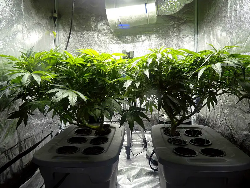 Things You Can Grow Under Grow Light: A Complete Guide