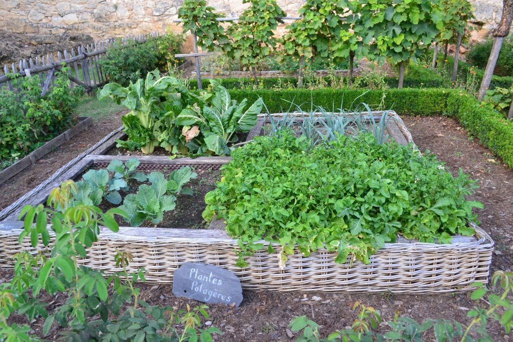 vegetable garden at home