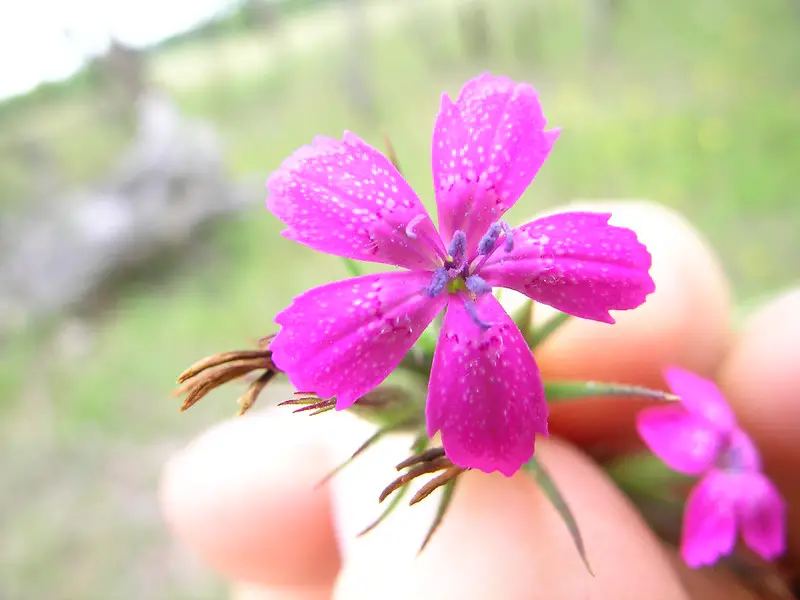 How Many Herbs Can You Get Per Patch? A Gardener’s Guide to Maximizing Your Yield