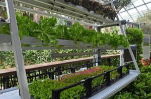 hydroponic gardening