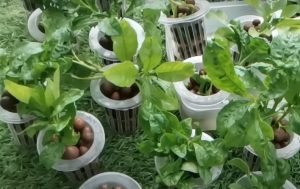 hydroponic gardening at home