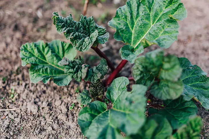 How to Start a Vegetable Garden