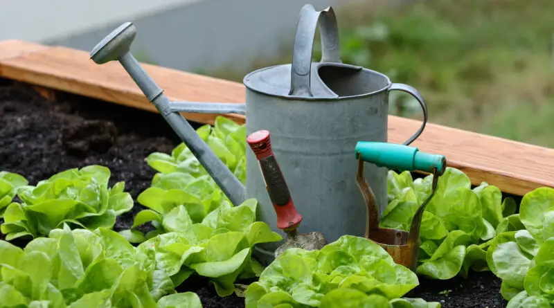 How to Start a Garden